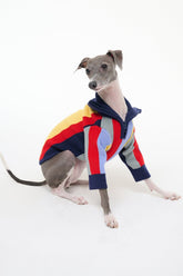 Pet dog sweater on a standing dog, ribbed navy collar with multicolor stripes