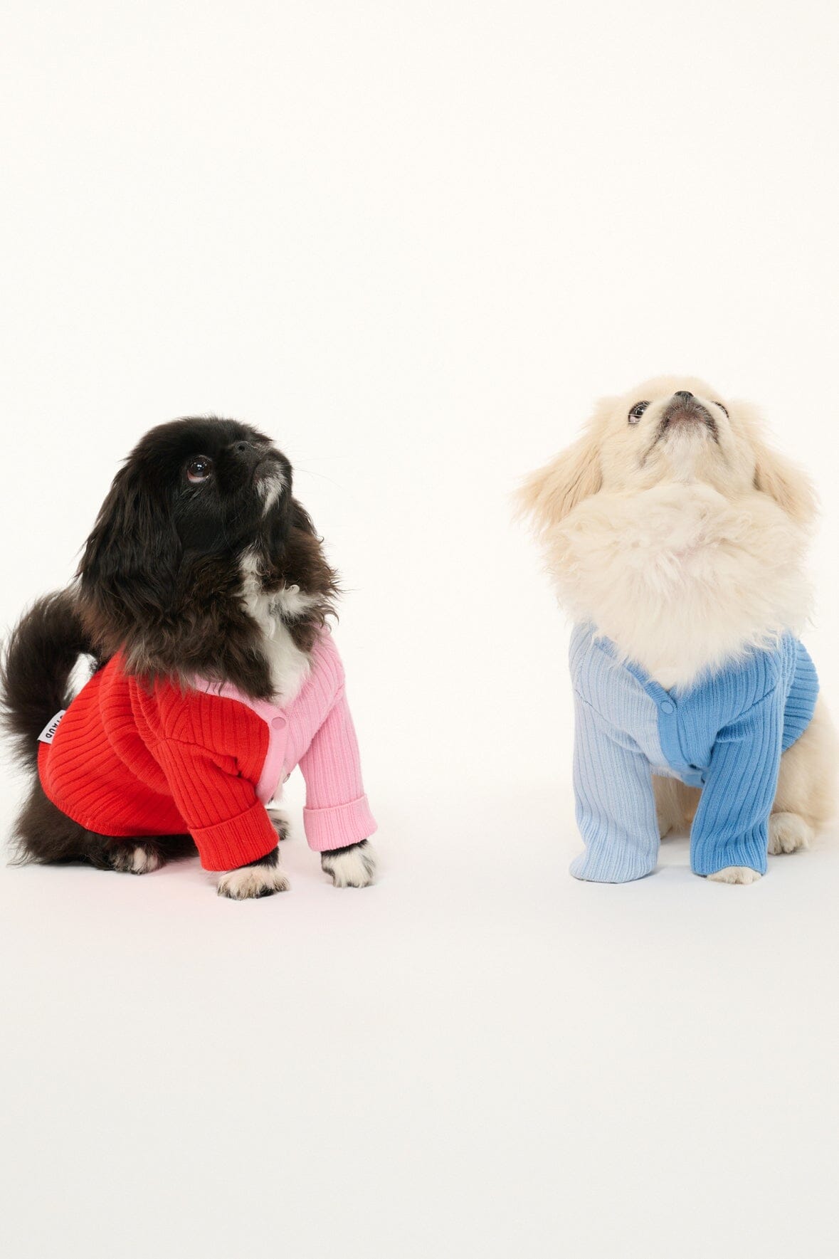 Periwinkle blue ribbed dog sweater worn by the right dog