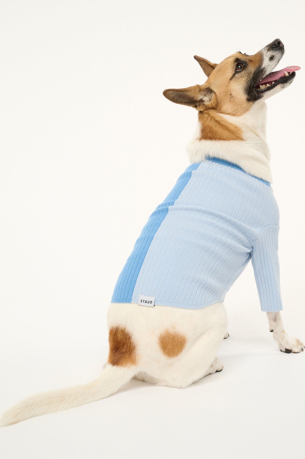 Light periwinkle blue ribbed dog sweater with button placket and long sleeves