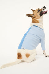 Light periwinkle blue ribbed dog sweater with button placket and long sleeves