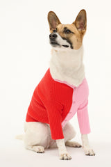 Two-tone knit pet sweater with collared henley and button placket