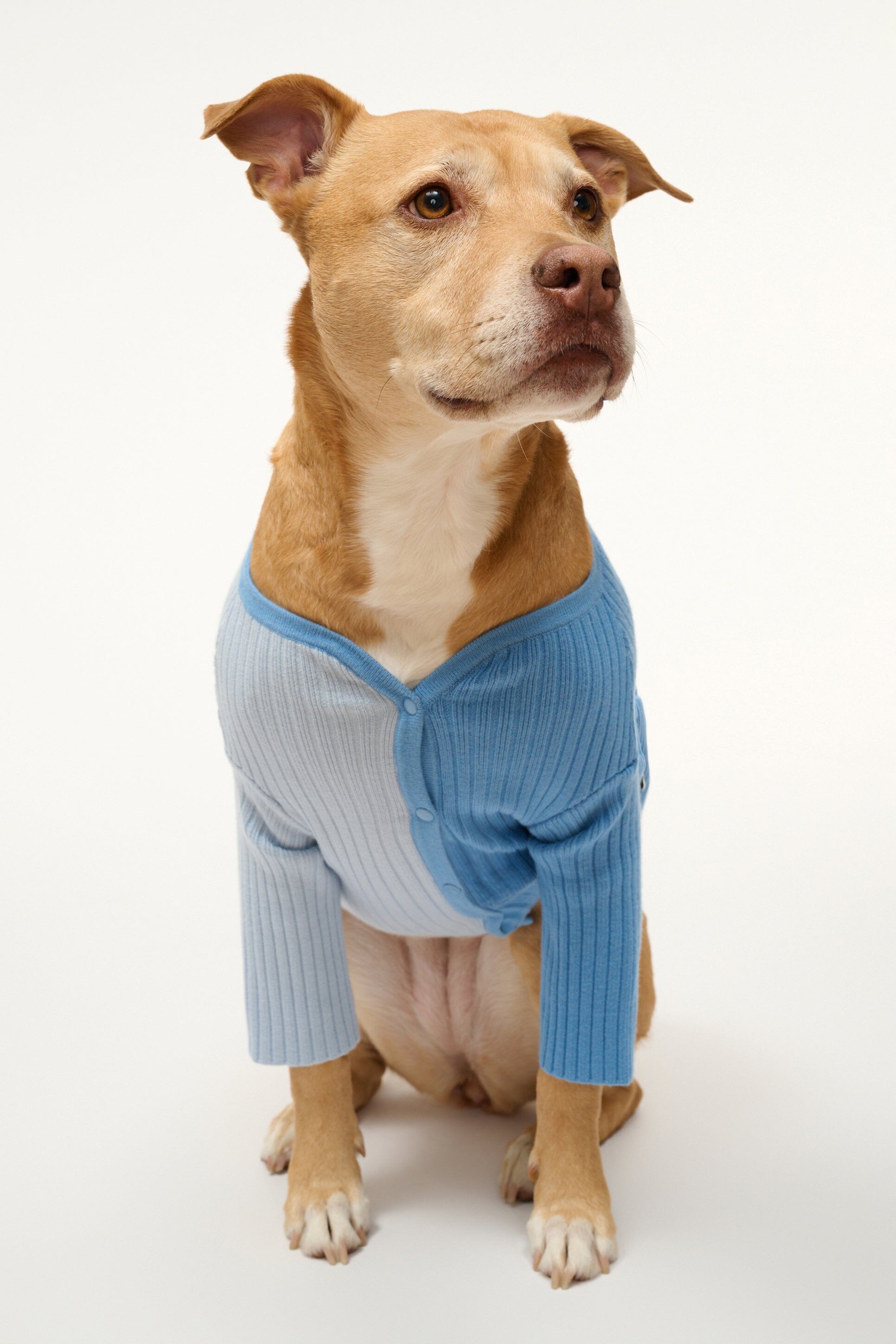 Periwinkle blue button-front dog sweater with ribbed knit and crew neckline