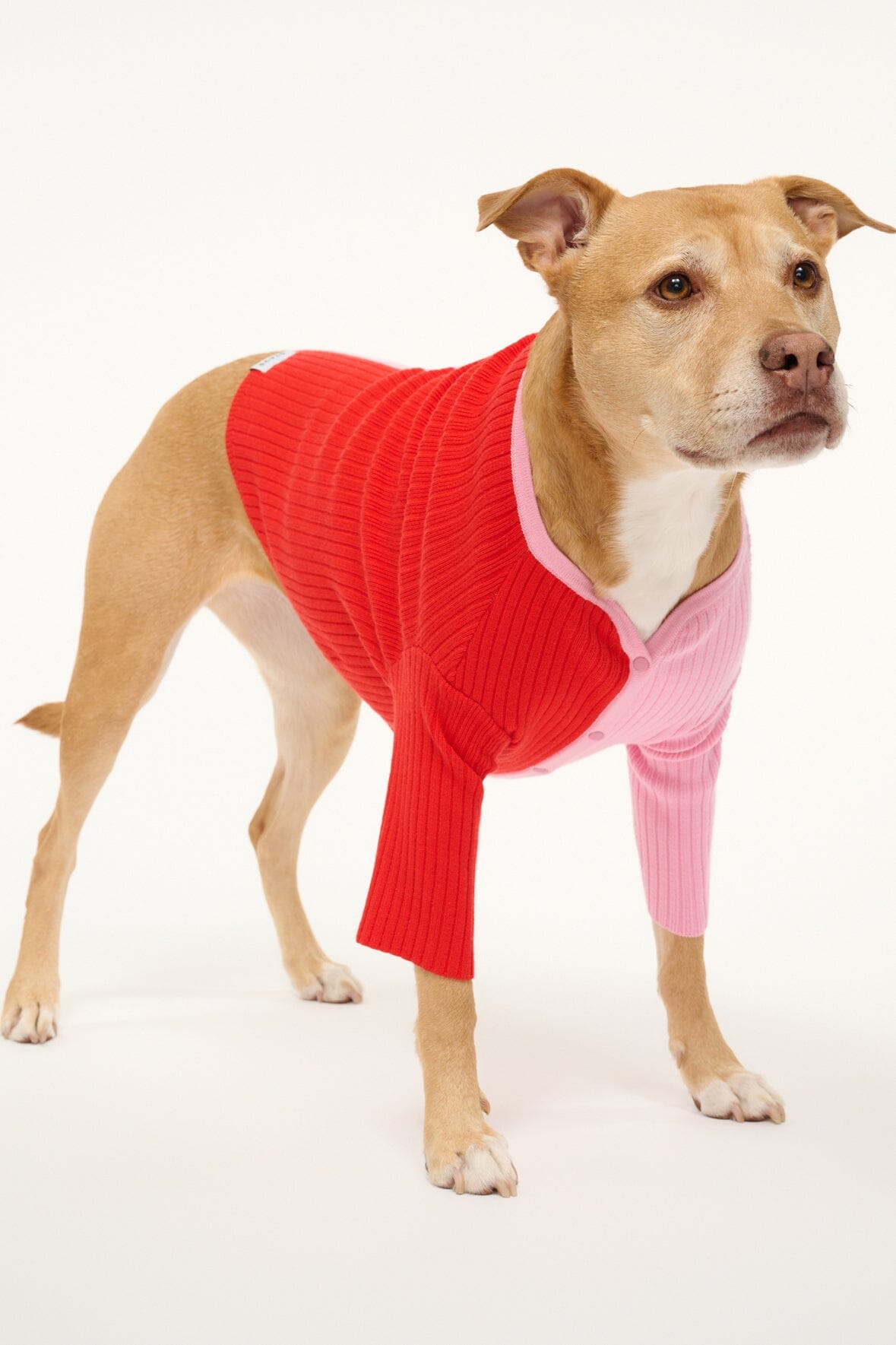 Red knit pet sweater with pale pink striped chest panel and button placket
