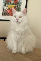 White cat portrait patch with pink ears and yellow eyes for custom bag