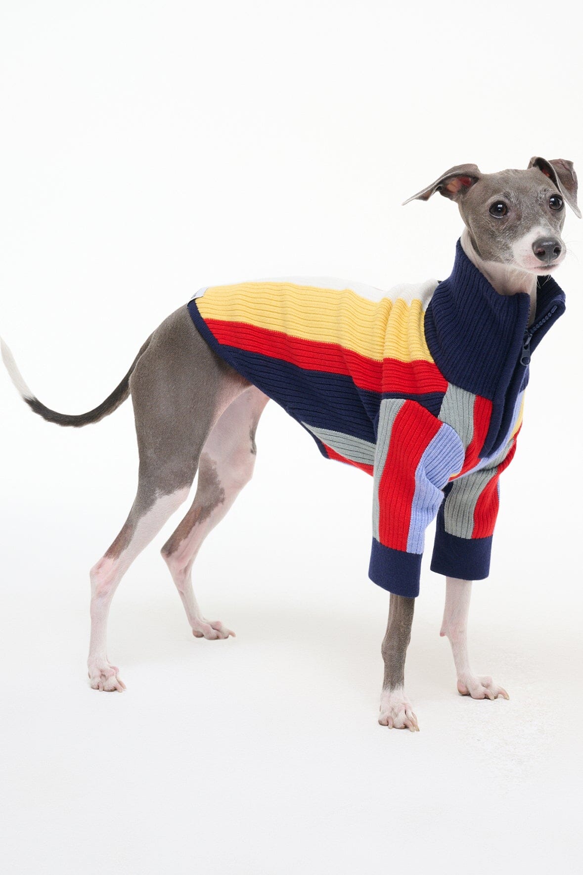 Dog sweater with multicolor vertical stripe knit, navy collar, ribbed cuffs, full length