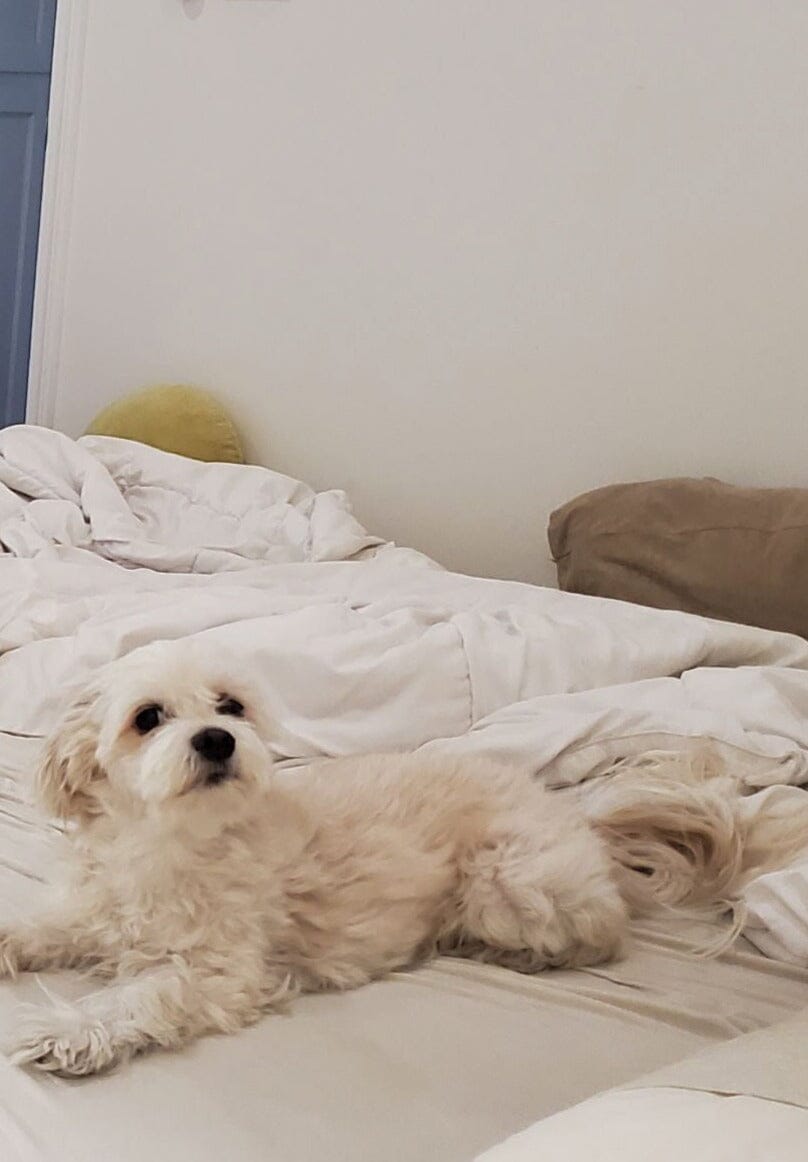 Small dog lying on a bed