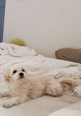 Small dog lying on a bed