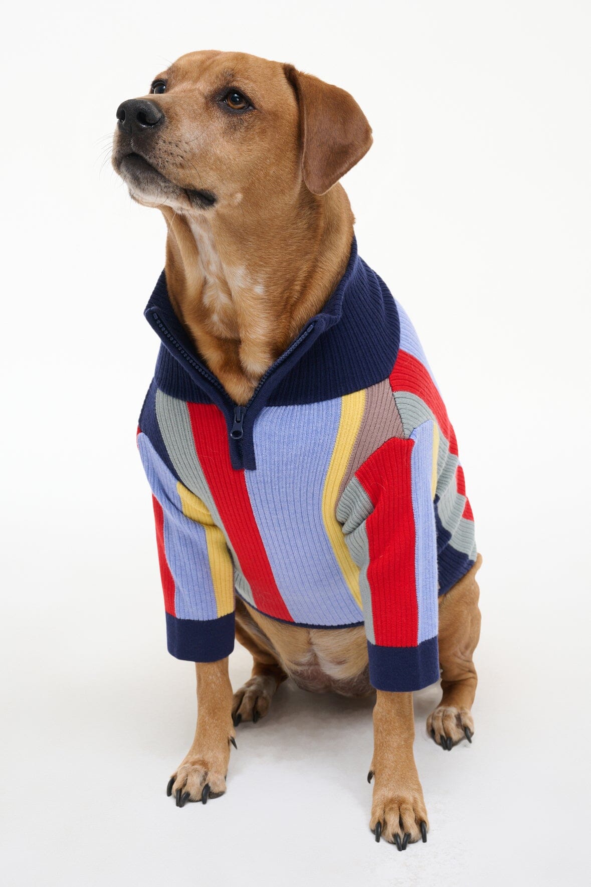 Dog sweater with multicolor vertical stripe knit, navy collar, ribbed cuffs