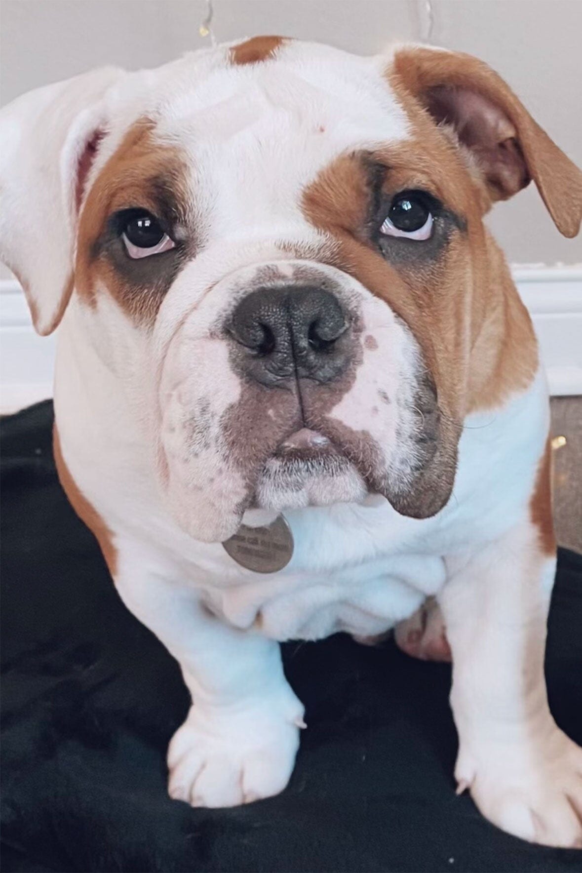 Bulldog puppy photo used for customization, close-up with bright eyes