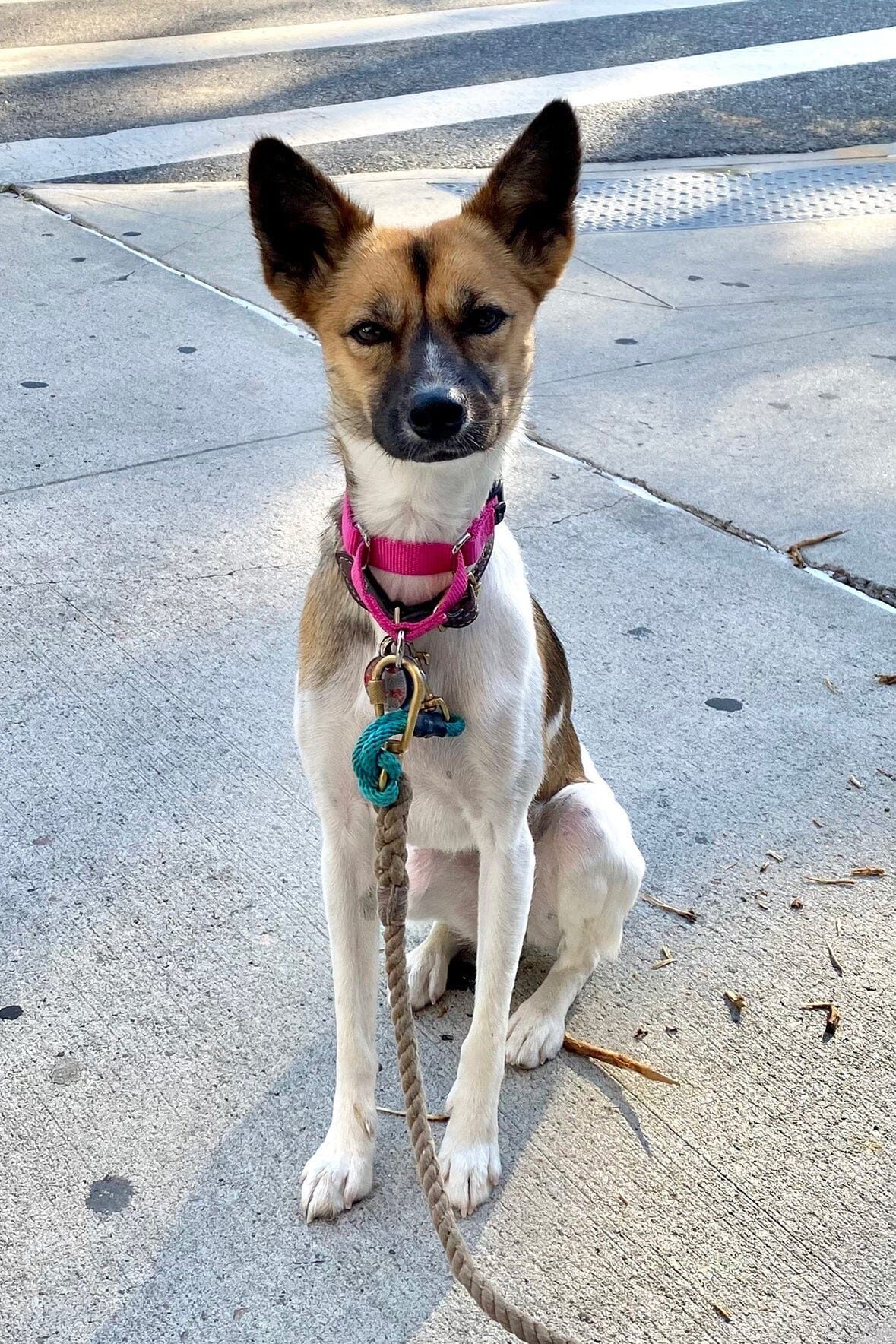 Dog sitting outdoors wearing pink collar with blue leash charm