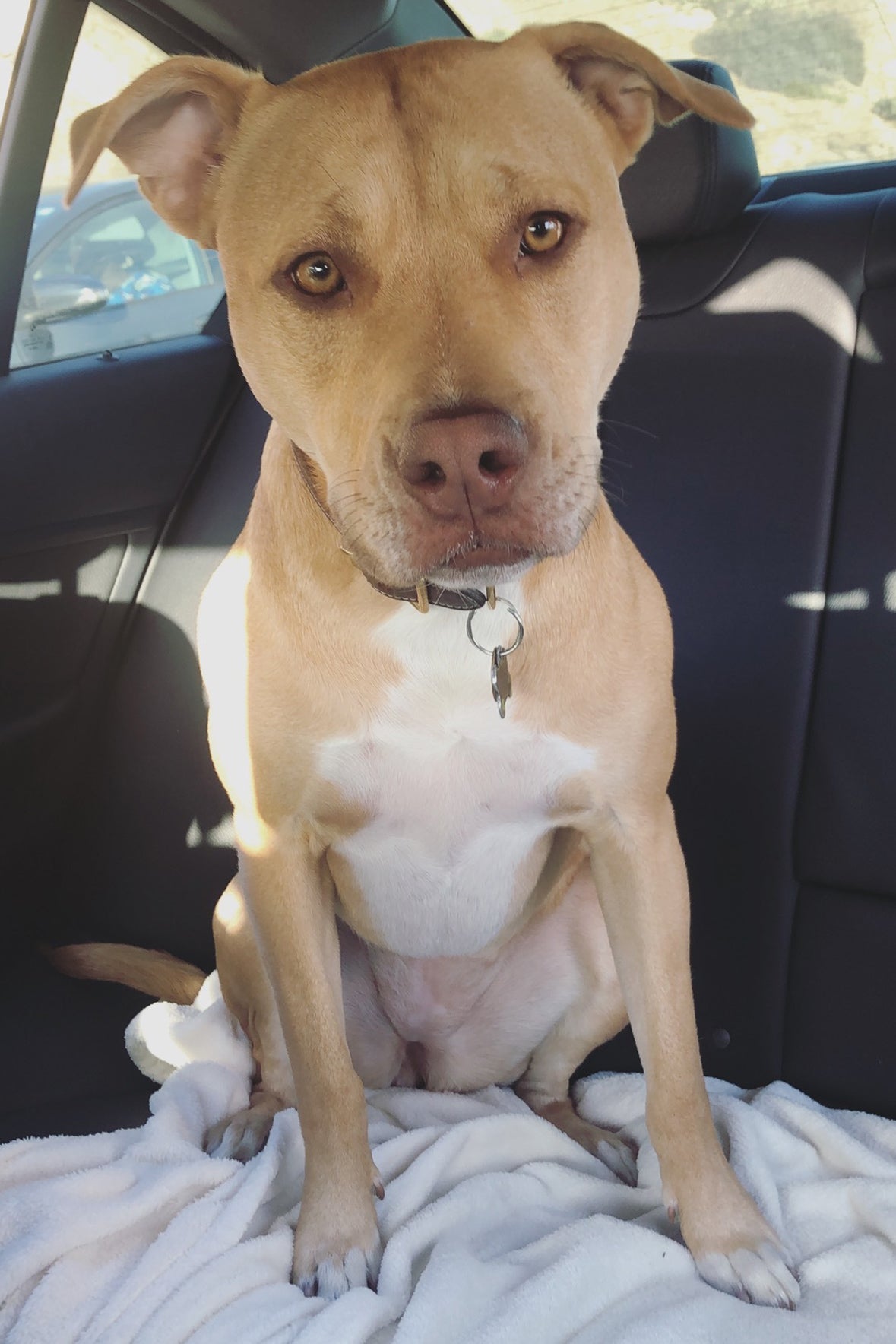 Dog photo personalization for a custom Kaia bag