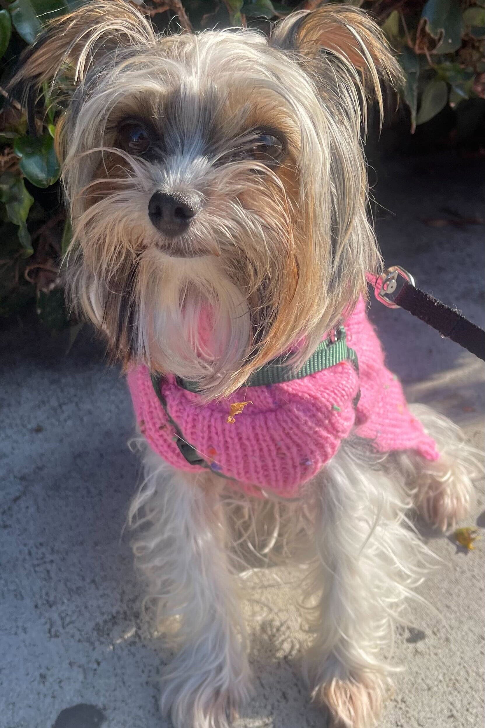 Black mini moon bag with dog charm shown on a dog wearing a pink sweater