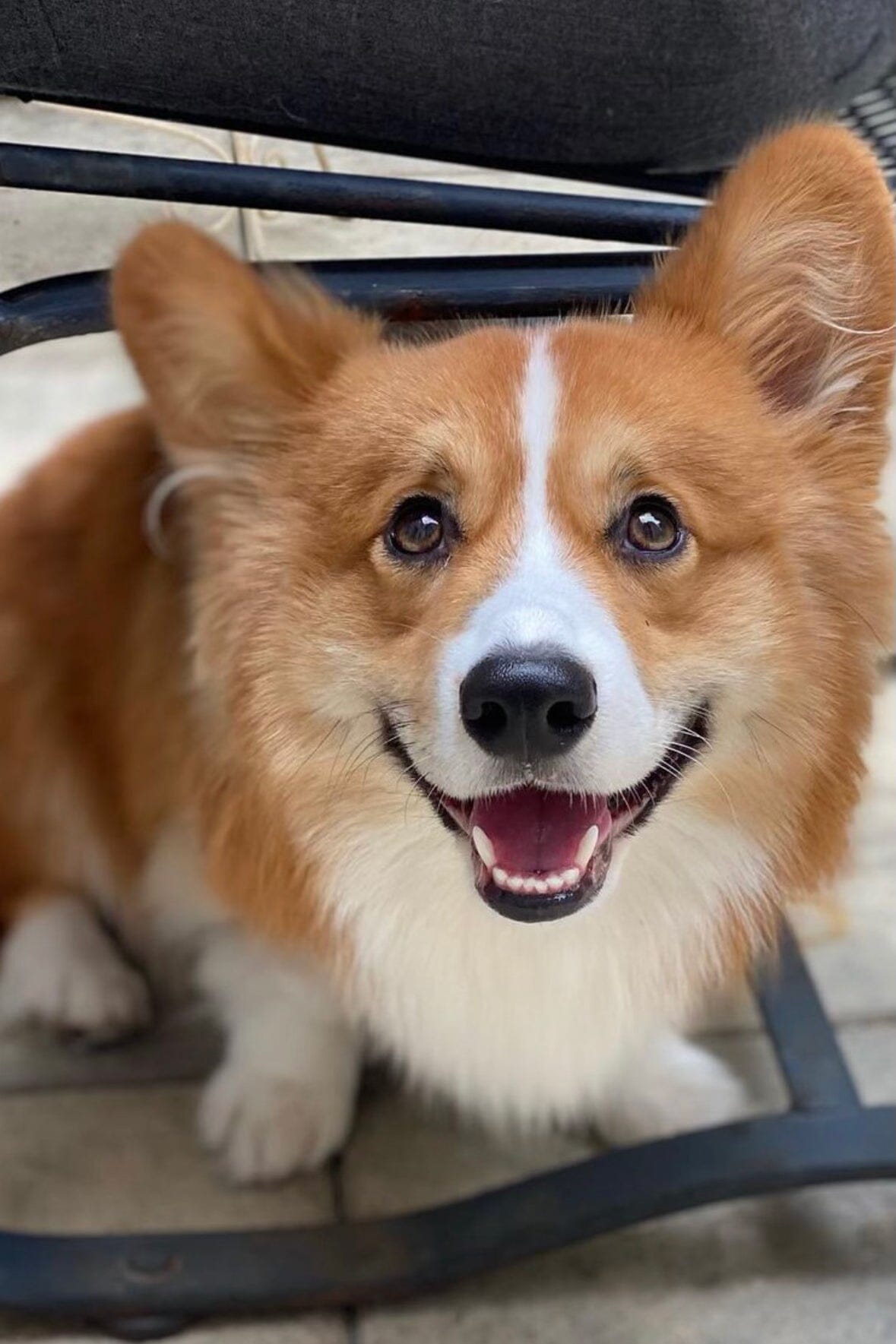 Corgi dog beside the ivory cashmere blanket with embroidered dog face