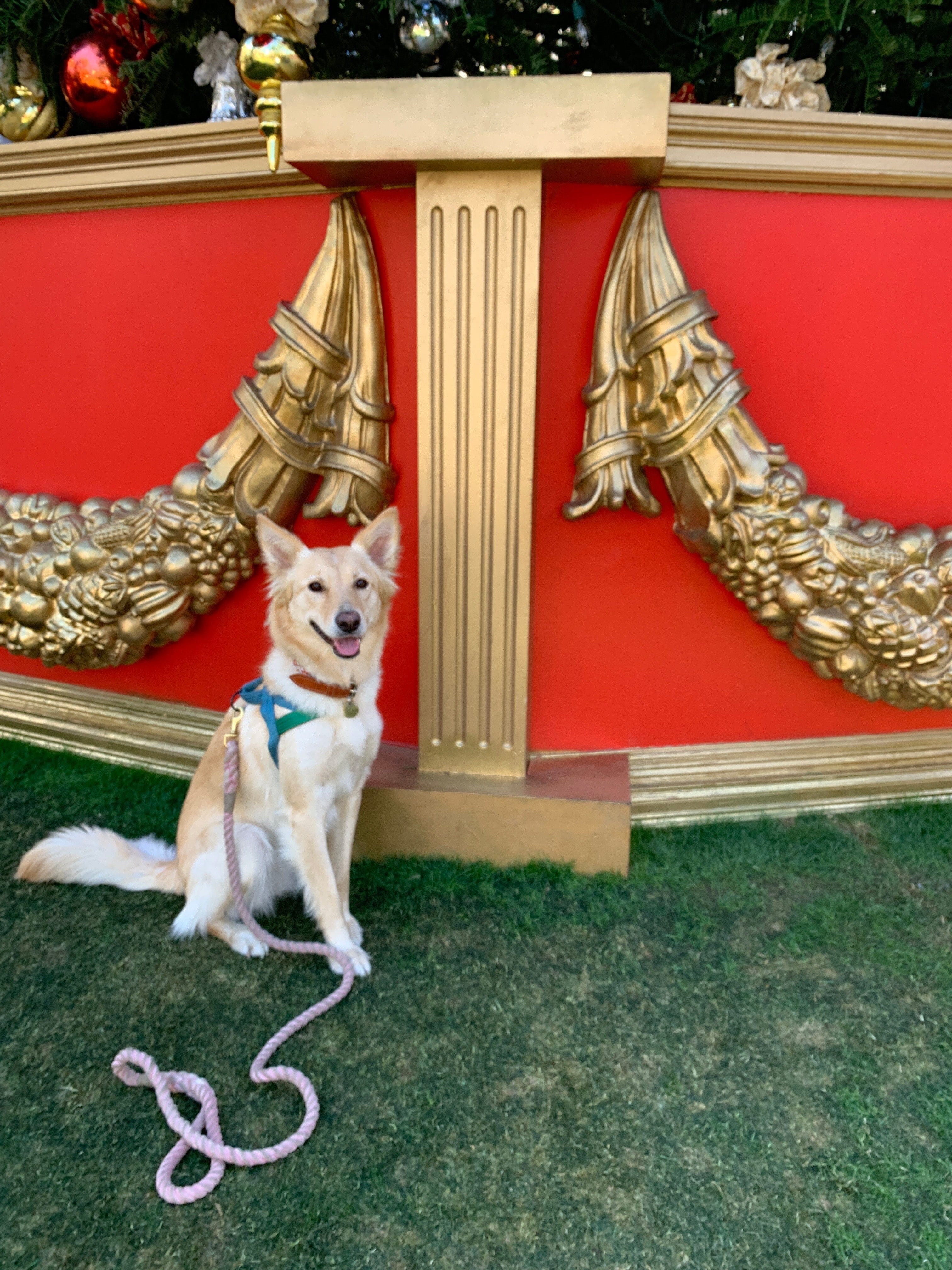 White dog sitting with pink leash in front of red wall; bag not visible.